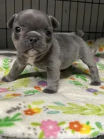 Emorie, a female French Bulldog for sale in Corbin, KY – Photo 2 of 4