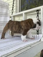 Teddy, a male English Bulldog for sale in Corbin, KY – 4 of 6