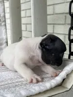 Pebbles, a female French Bulldog for sale in Corbin, KY – 4 of 5