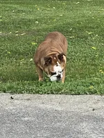 MCKinley, a female English Bulldog for sale in Corbin, KY – 2 of 5