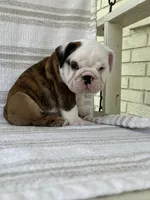 Teddy, a male English Bulldog for sale in Corbin, KY – 3 of 6