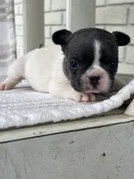 Pebbles, a female French Bulldog for sale in Corbin, KY – 2 of 5