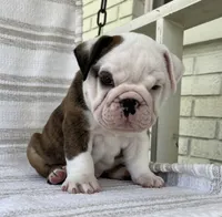 Teddy, a male English Bulldog for sale in Corbin, KY – 2 of 6