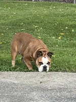 MCKinley, a female English Bulldog for sale in Corbin, KY – 3 of 5