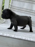 Graham , a male French Bulldog for sale in Corbin, KY – 2 of 4