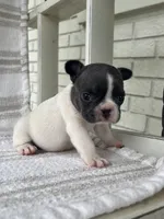 Pebbles, a female French Bulldog for sale in Corbin, KY – 5 of 5