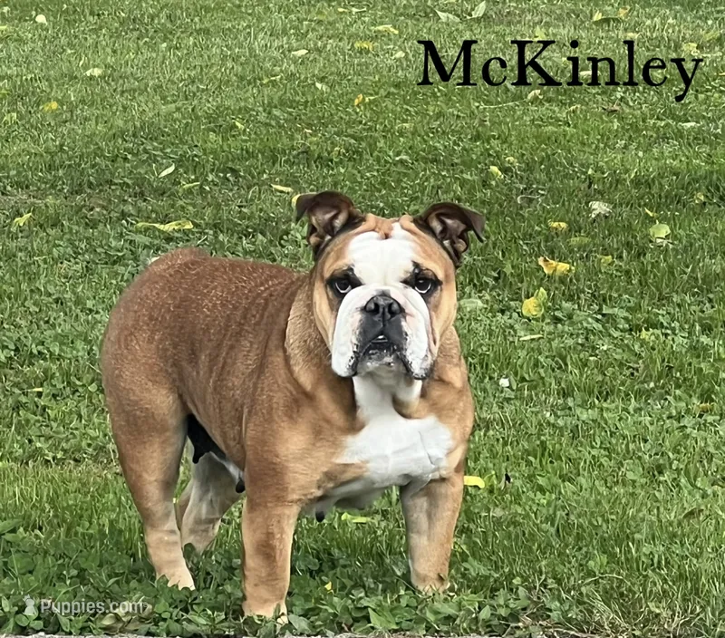 MCKinley – English Bulldog puppy for sale in Corbin, KY