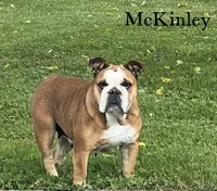 MCKinley, a female English Bulldog for sale in Corbin, KY – 1 of 5