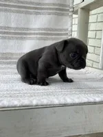 Filbert, a male French Bulldog for sale in Corbin, KY – 5 of 5