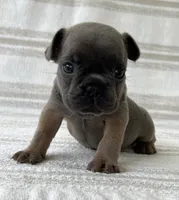 Ivy, a female French Bulldog for sale in Corbin, KY – 2 of 3