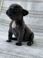 Graham , a male French Bulldog for sale in Corbin, KY – 4 of 4