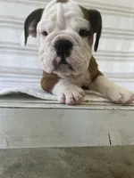 Ollie, a male English Bulldog for sale in Corbin, KY – 5 of 5