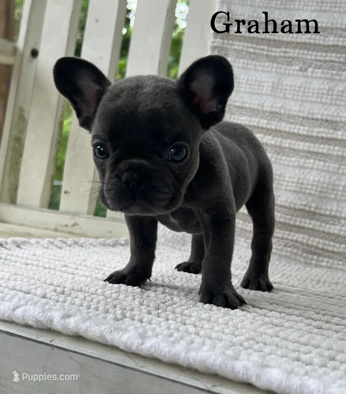 Graham  – French Bulldog puppy for sale in Corbin, KY