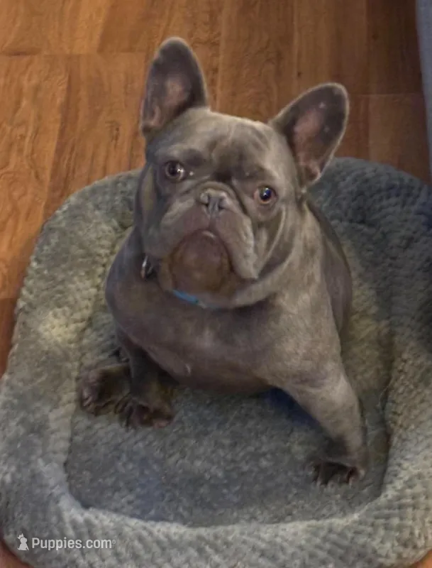 Loki – French Bulldog puppy for sale in Corbin, KY