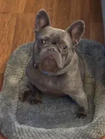 Loki, a male French Bulldog for sale in Corbin, KY – 1 of 1