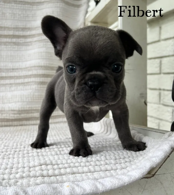 Filbert – French Bulldog puppy for sale in Corbin, KY
