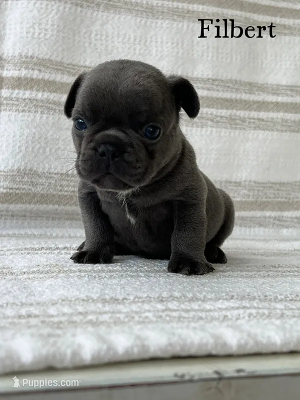 Filbert – French Bulldog puppy for sale in Corbin, KY