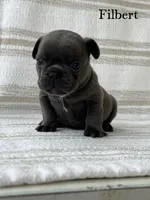 Filbert, a male French Bulldog for sale in Corbin, KY – 1 of 5