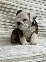 processed/bd3a2dc3-524d-435d-8e65-15fdb60f36f7/listing/d89203ac-a5fc-4f02-9fc6-d4c31a2a9ab0/0be67510-fa9b-4e27-86c6-e0790409a9b3