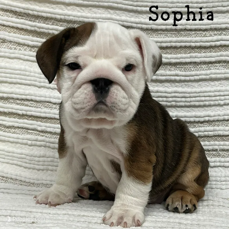 Sophia