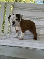 Ollie, a male English Bulldog for sale in Corbin, KY – 3 of 5
