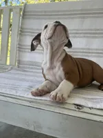 Ollie, a male English Bulldog for sale in Corbin, KY – 2 of 5