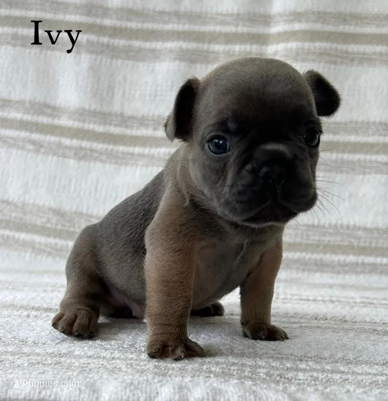 Ivy – French Bulldog puppy for sale in Corbin, KY