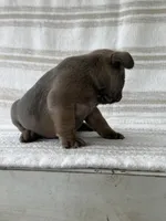 Ivy, a female French Bulldog for sale in Corbin, KY – 3 of 3