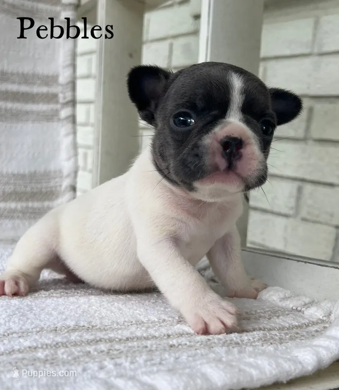 Pebbles – French Bulldog puppy for sale in Corbin, KY