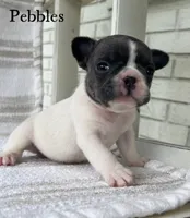 Pebbles, a female French Bulldog for sale in Corbin, KY – 1 of 5
