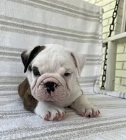 Teddy, a male English Bulldog for sale in Corbin, KY – 6 of 6