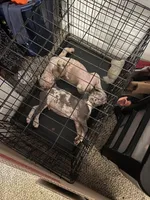 Nala, a female American Staffordshire Terrier and American Bully for sale in Durham, NC – Photo 2 of 3