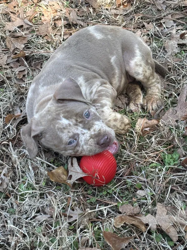 Nala – American Staffordshire Terrier, American Bully puppy for sale in Durham, NC
