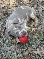 Nala, a female American Staffordshire Terrier and American Bully for sale in Durham, NC – Photo 1 of 3