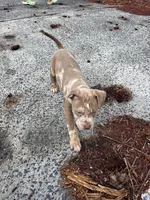 Nala, a female American Staffordshire Terrier and American Bully for sale in Durham, NC – Photo 3 of 3