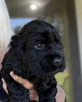 Ch line black boy, a male Cocker Spaniel for sale in Van, TX – 6 of 8