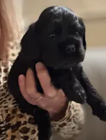 Champion line boy, a male Cocker Spaniel for sale in Van, TX – 8 of 10