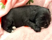 Black girl champion lines , a female Cocker Spaniel for sale in Van, TX – 3 of 6