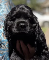 Champion line boy, a male Cocker Spaniel for sale in Van, TX – 1 of 10