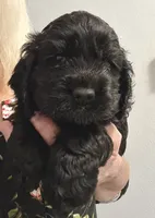 Ch line black boy, a male Cocker Spaniel for sale in Van, TX – 4 of 7