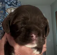 Brown girl champion lines, a female Cocker Spaniel for sale in Van, TX – 2 of 8