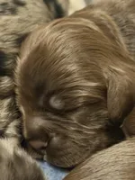 Champion line brown girl , a female Cocker Spaniel for sale in Van, TX – 7 of 7