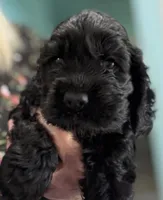 Ch line black boy, a male Cocker Spaniel for sale in Van, TX – 1 of 8