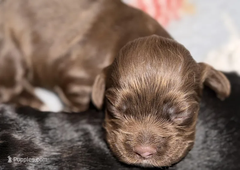 Brown girl – Cocker Spaniel puppy for sale in Van, TX