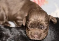 Brown girl, a female Cocker Spaniel for sale in Van, TX – Photo 1 of 2