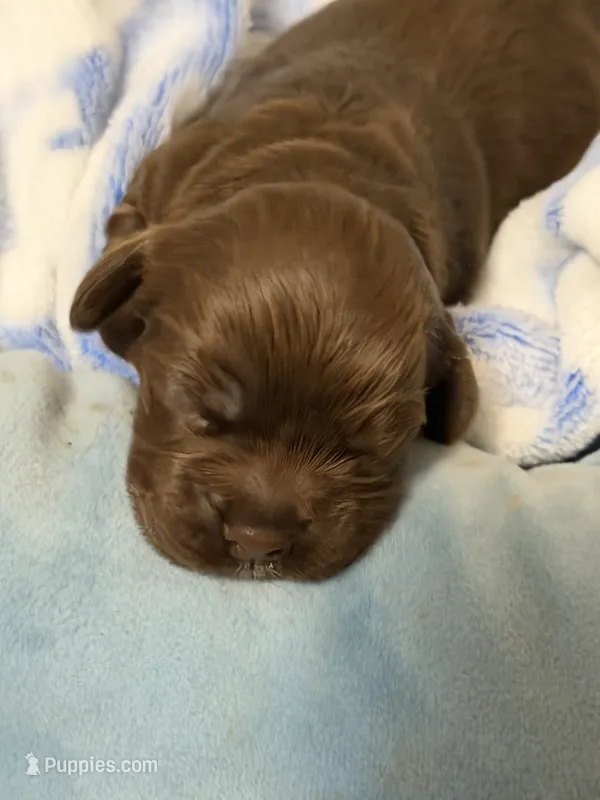 Champion line brown girl  – Cocker Spaniel puppy for sale in Van, TX