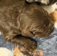 Champion line brown girl , a female Cocker Spaniel for sale in Van, TX – 6 of 7