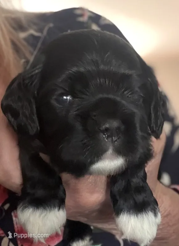 Black girl champion lines – Cocker Spaniel puppy for sale in Van, TX