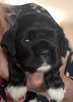 Black girl champion lines, a female Cocker Spaniel for sale in Van, TX – 1 of 7