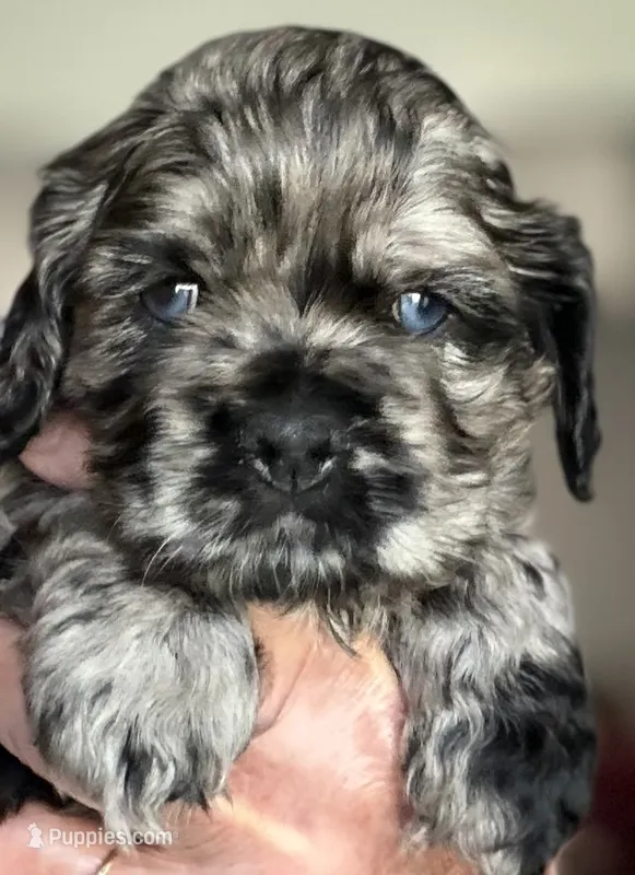 Champion line blue merle – Cocker Spaniel puppy for sale in Van, TX